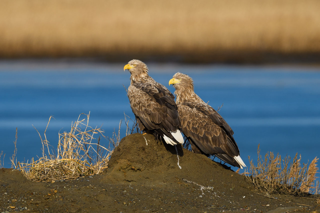 川の土手に並んで朝日を浴びるオジロワシのペア A pair of white-tailed eagles lined up on the river bank, basking in the morning sun.