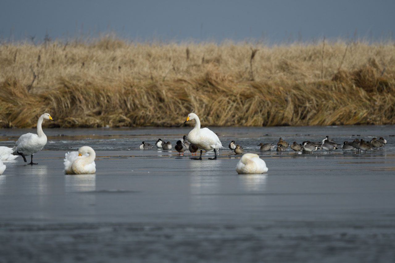 氷の上を歩くオオハクチョウ Whooper Swans walking on ice