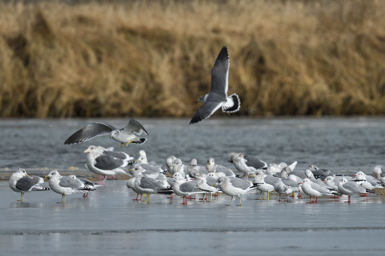 氷の上に集まるカモメの群れ flock of seagulls gathering on ice