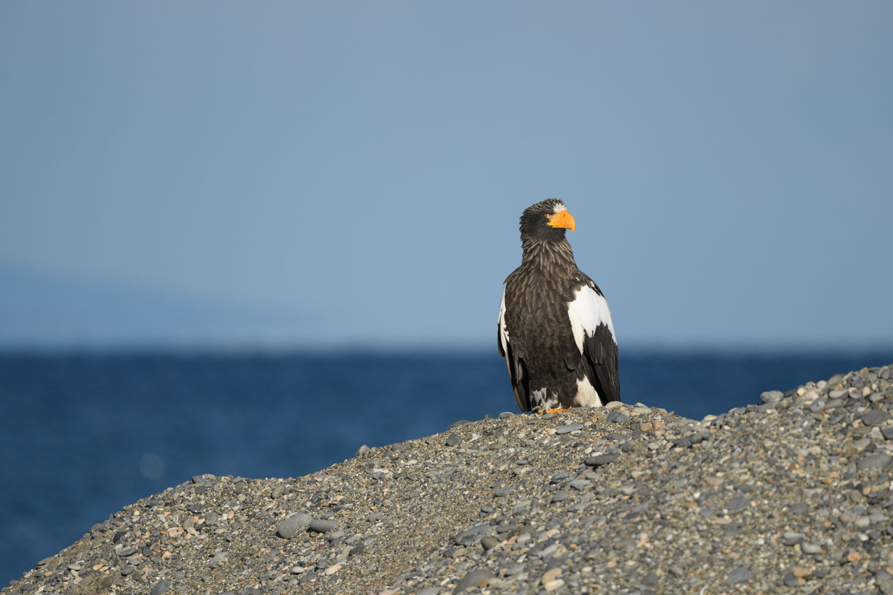 砂山に立つオオワシ a Steller's Sea Eagle standing on a sand hill