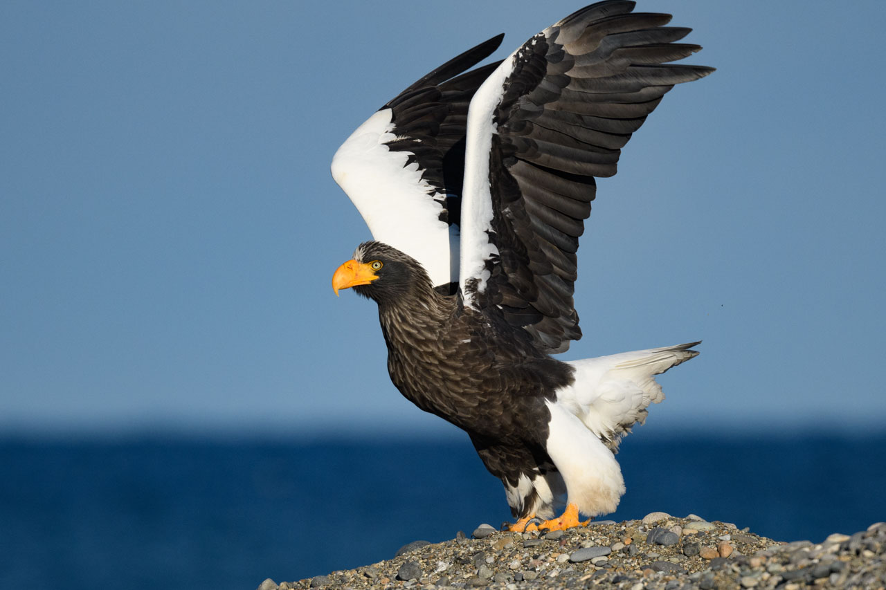 飛び立つために大きく翼を広げるオオワシ A Steller's Sea Eagle spreading its wings wide for flight