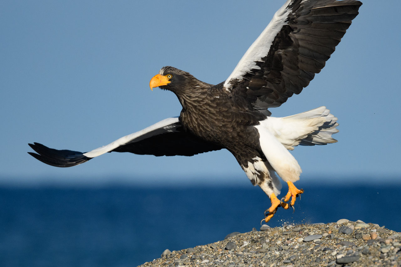 飛び立ったオオワシ A Steller's Sea Eagle taking off