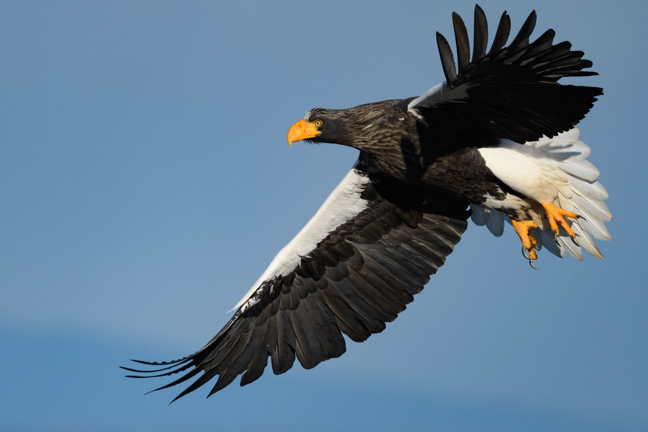 飛翔するオオワシ A Steller's Sea Eagle in flight