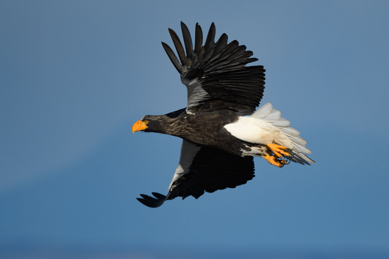飛翔するオオワシ A Steller's Sea Eagle in flight