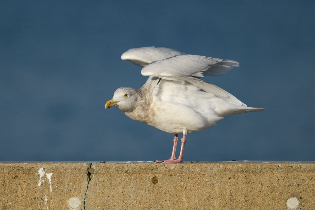 堤防で翼を広げるシロカモメ A Glaucous Gull spreading its wings on the bank