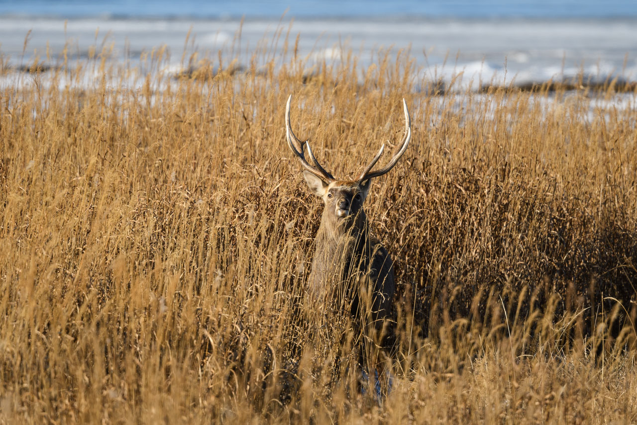 草むらの中からこちらを見るオスのエゾシカ。朝日が横から照らす。 A male Ezo sika deer looks straight at me from the grass. The morning sun shines on it from the side.