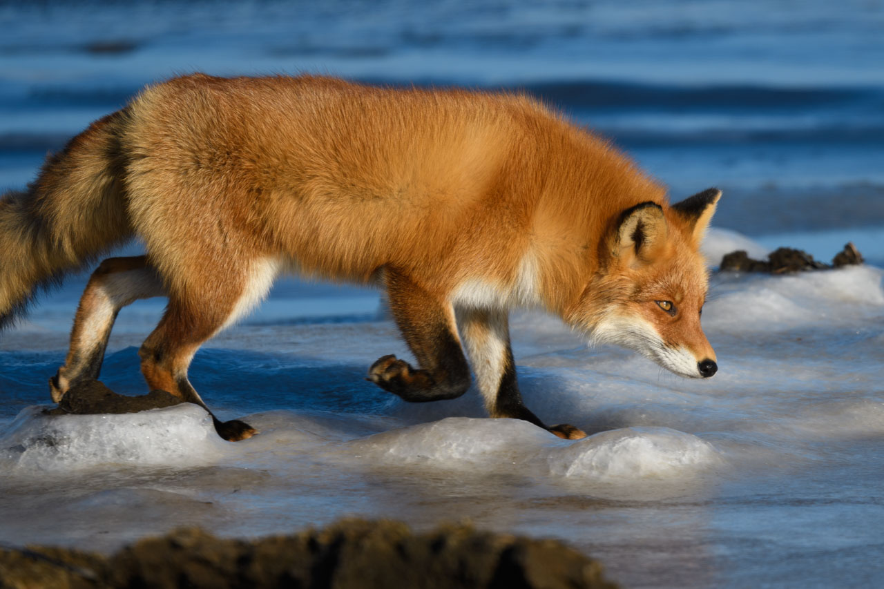 氷の上を頭を下げて歩くキタキツネ Fox walking with head down on ice