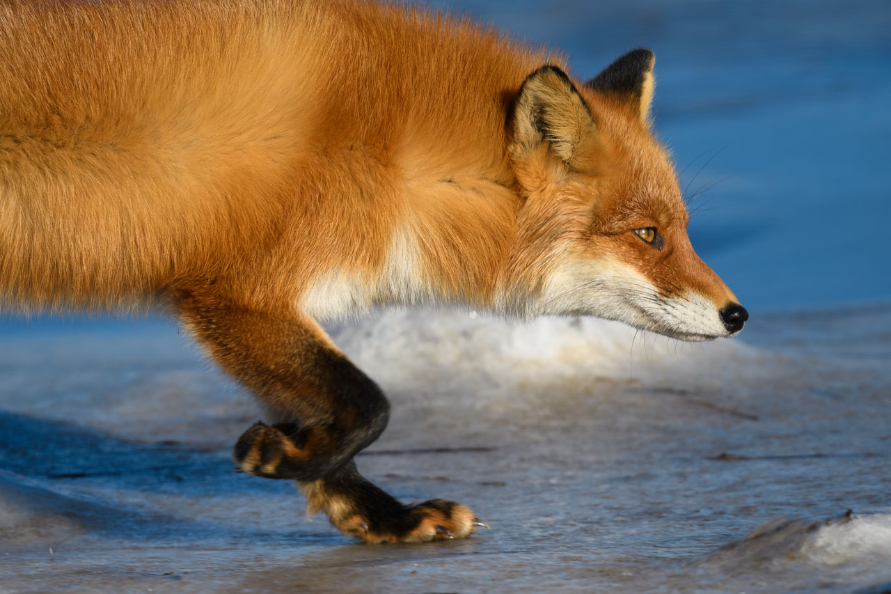 氷の上を歩くキタキツネの横からの上半身クローズアップ。朝日が正面から照らす。 Side view close-up of the upper body of a fox walking on the ice. The morning sun illuminates it from the front.