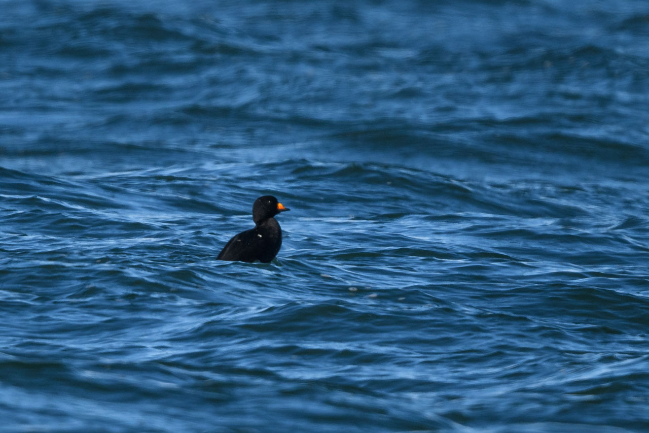 海に浮かぶクロガモのオス a male Black Scoter floating in the sea