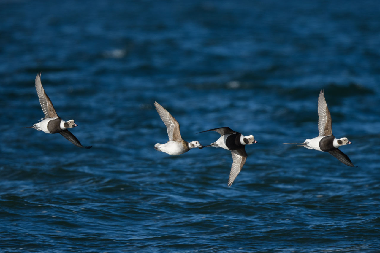 海のすれすれを飛翔するコオリガモたち Long-tailed Ducks flying along the water's edge