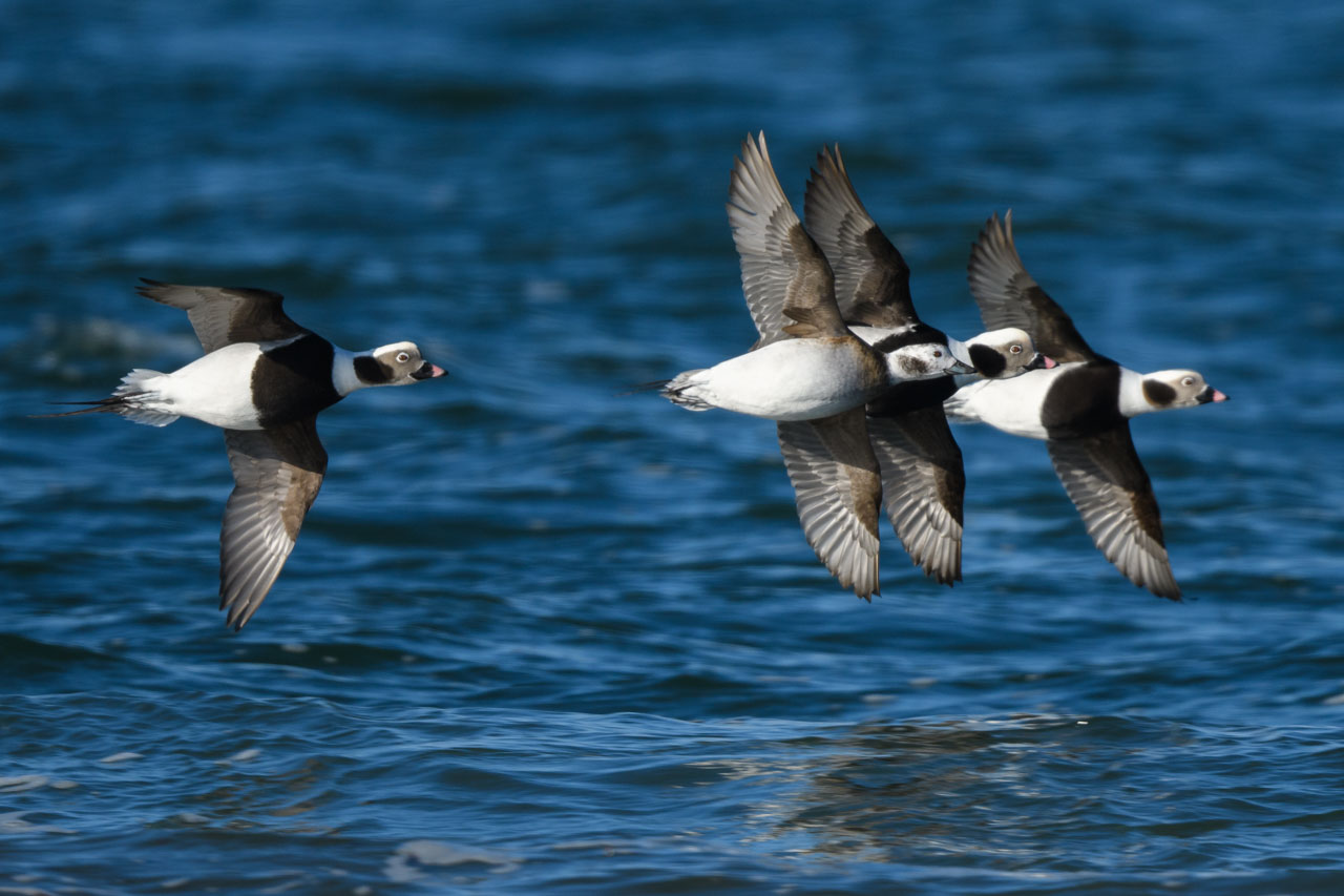 翼をこちらに広げて飛翔する4羽のコオリガモ four Long-tailed Ducks flying with their wings spread toward me