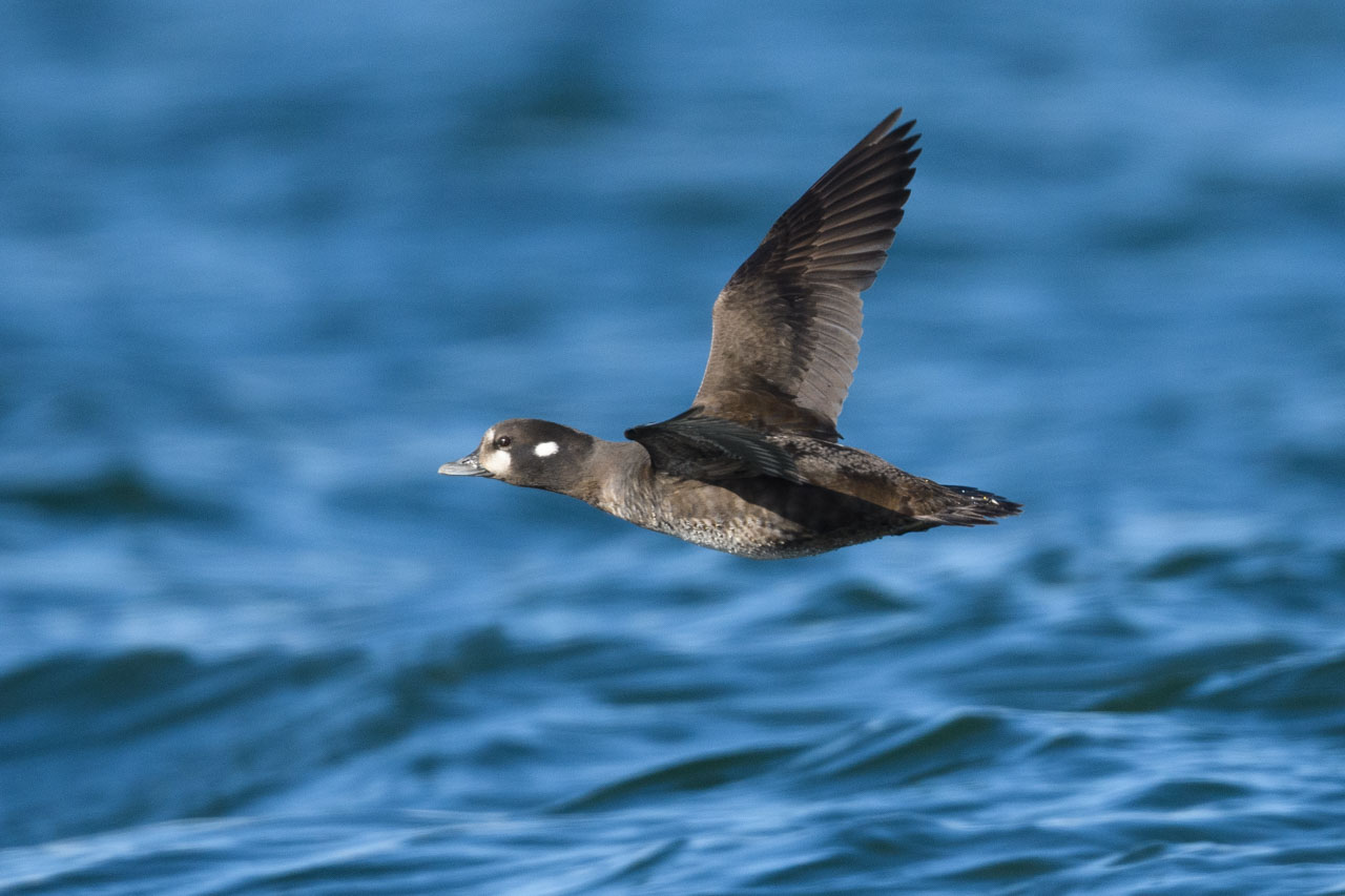 海の上を飛翔するシノリガモのメス a female Harlequin Duck in flight over the sea