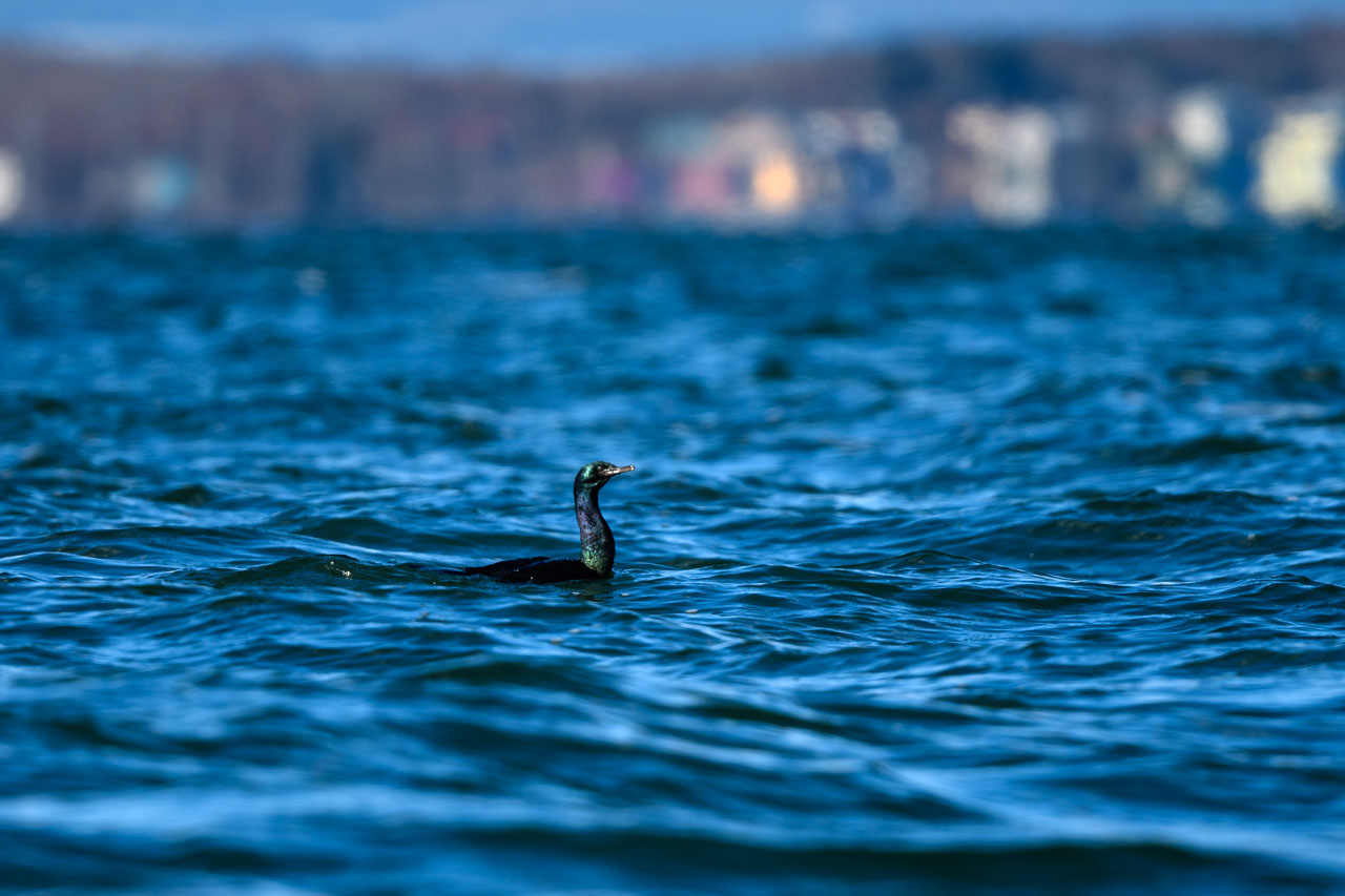 海を泳ぐ一羽のヒメウ a Pelagic Cormorant swims in the sea