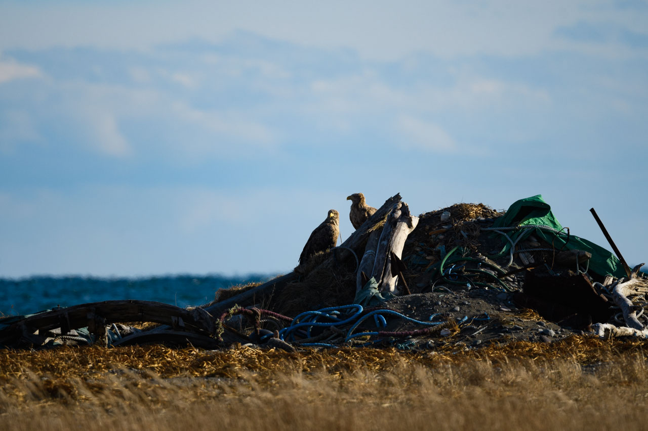 浜に積まれたゴミの上に立つオジロワシのペア a pair of White-tailed Eagles standing on a pile of trash on the beach