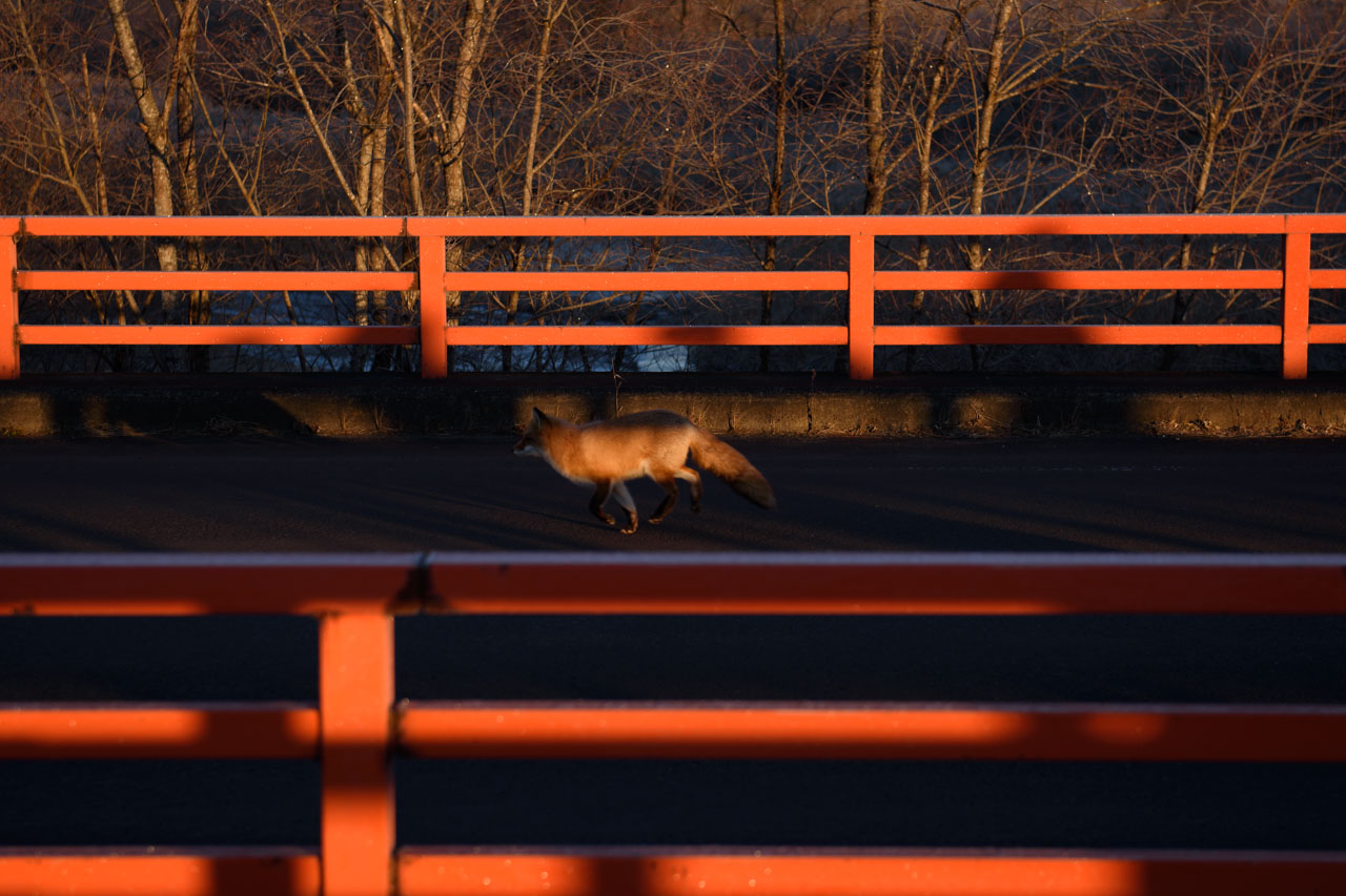 音羽橋を通るキタキツネ Fox passing by Otowa Bridge