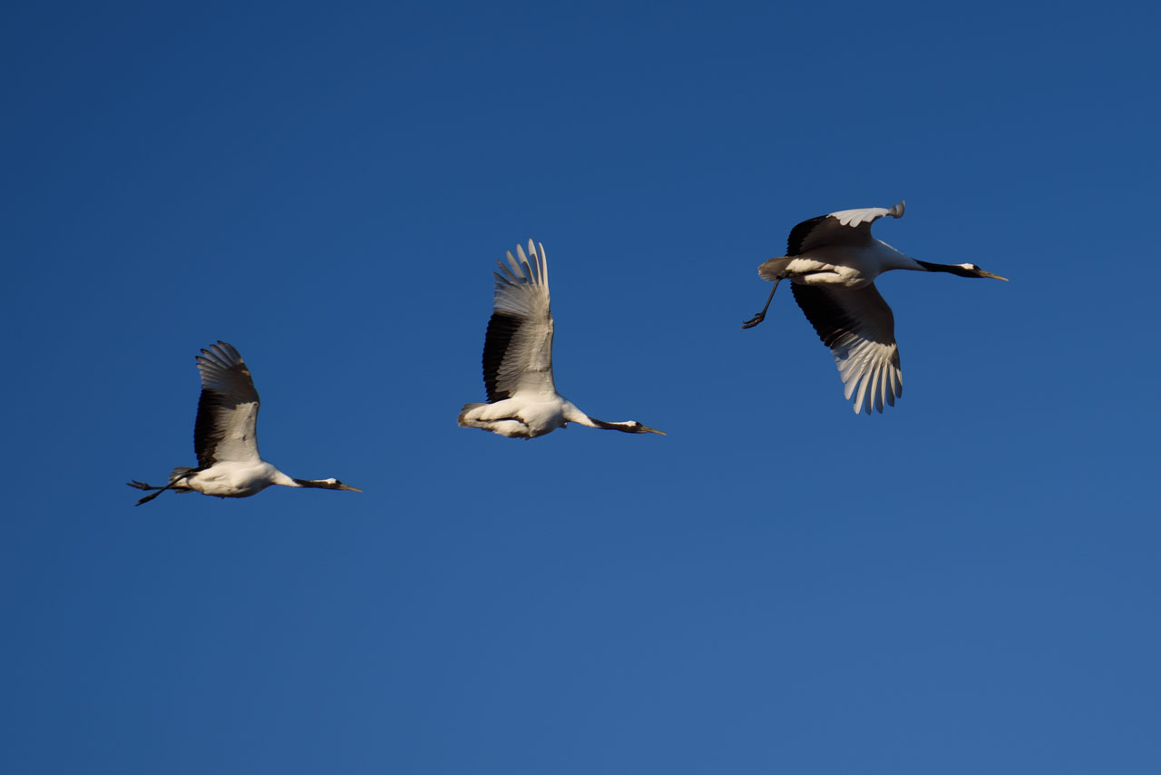 青空をバックに飛翔する三羽のタンチョウ Three red-crowned cranes in flight against a blue sky