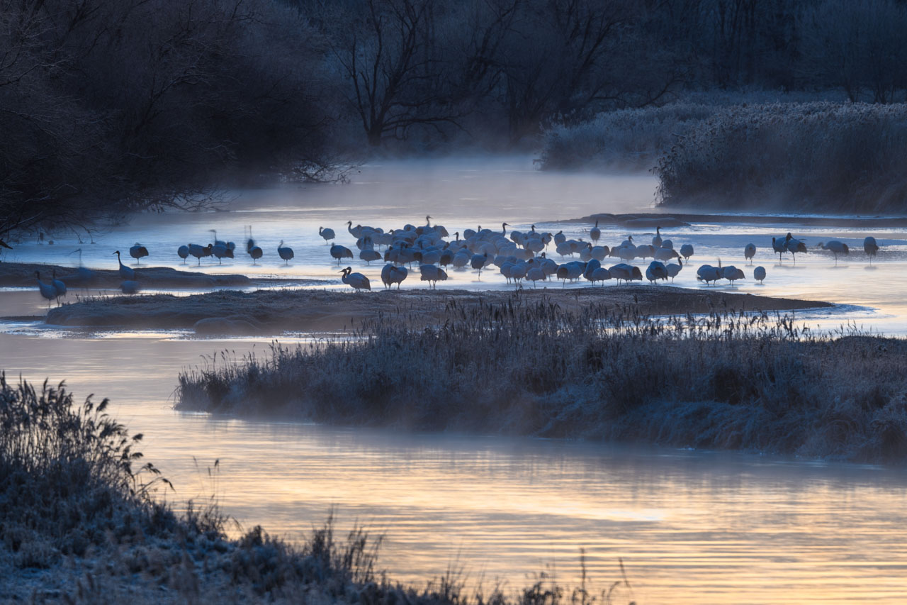 夜明けの雪裡川とタンチョウのねぐら Setsuri River and red-crowned cranes roosting at dawn