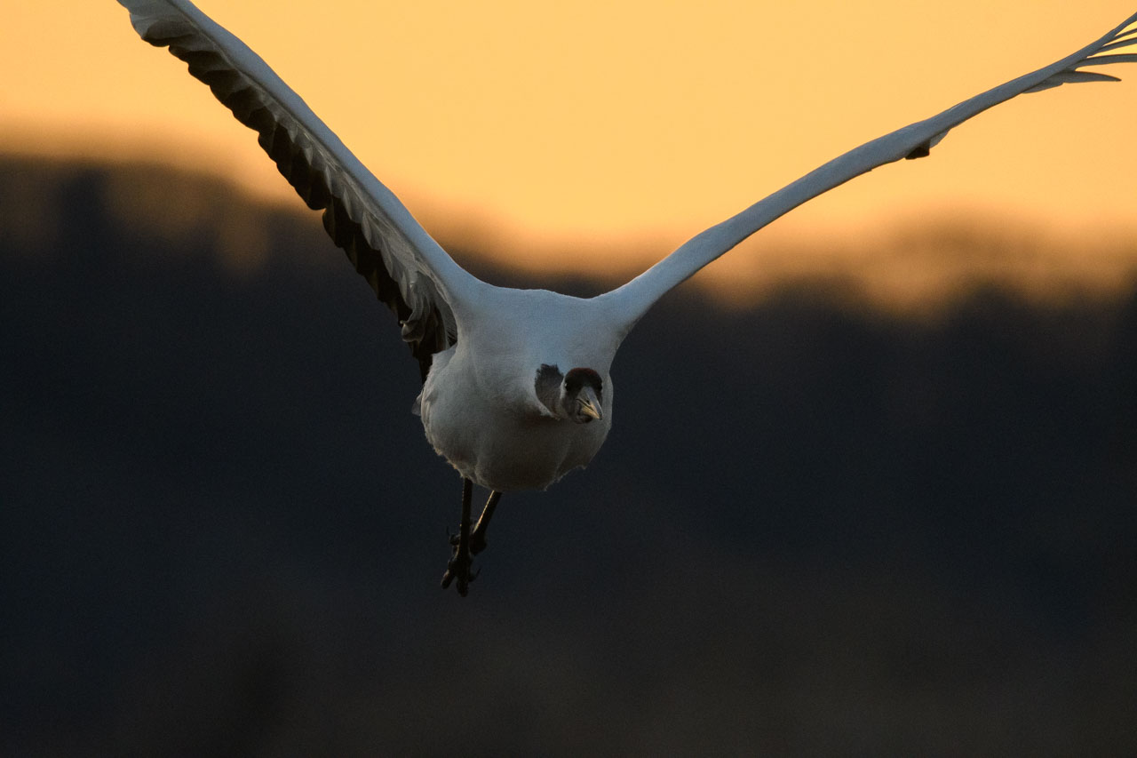 朝焼けを背景に飛ぶタンチョウのクローズアップ Close-up of a red-crowned crane flying against the backdrop of the morning glow
