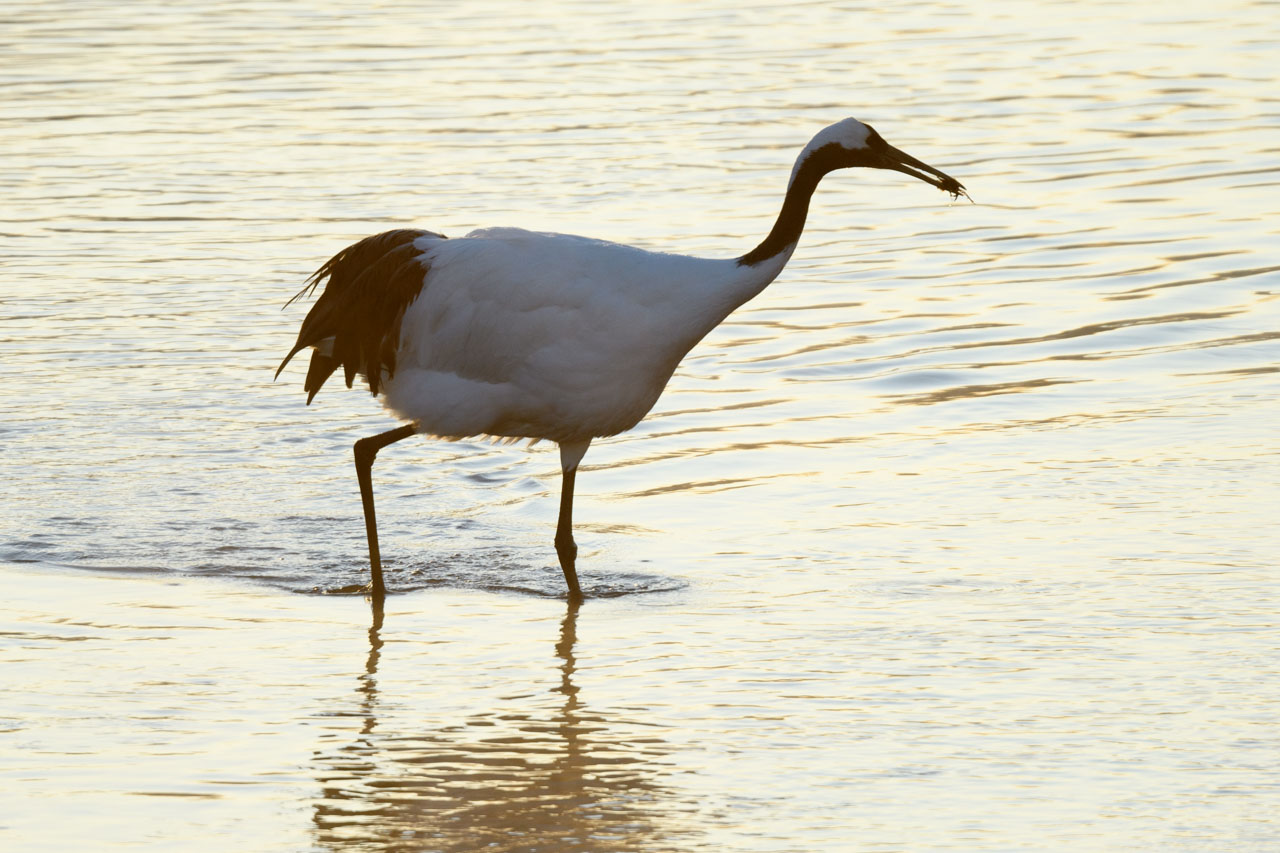 餌を幼鳥の元に運ぶタンチョウ A red-crowned crane carrying food to its young