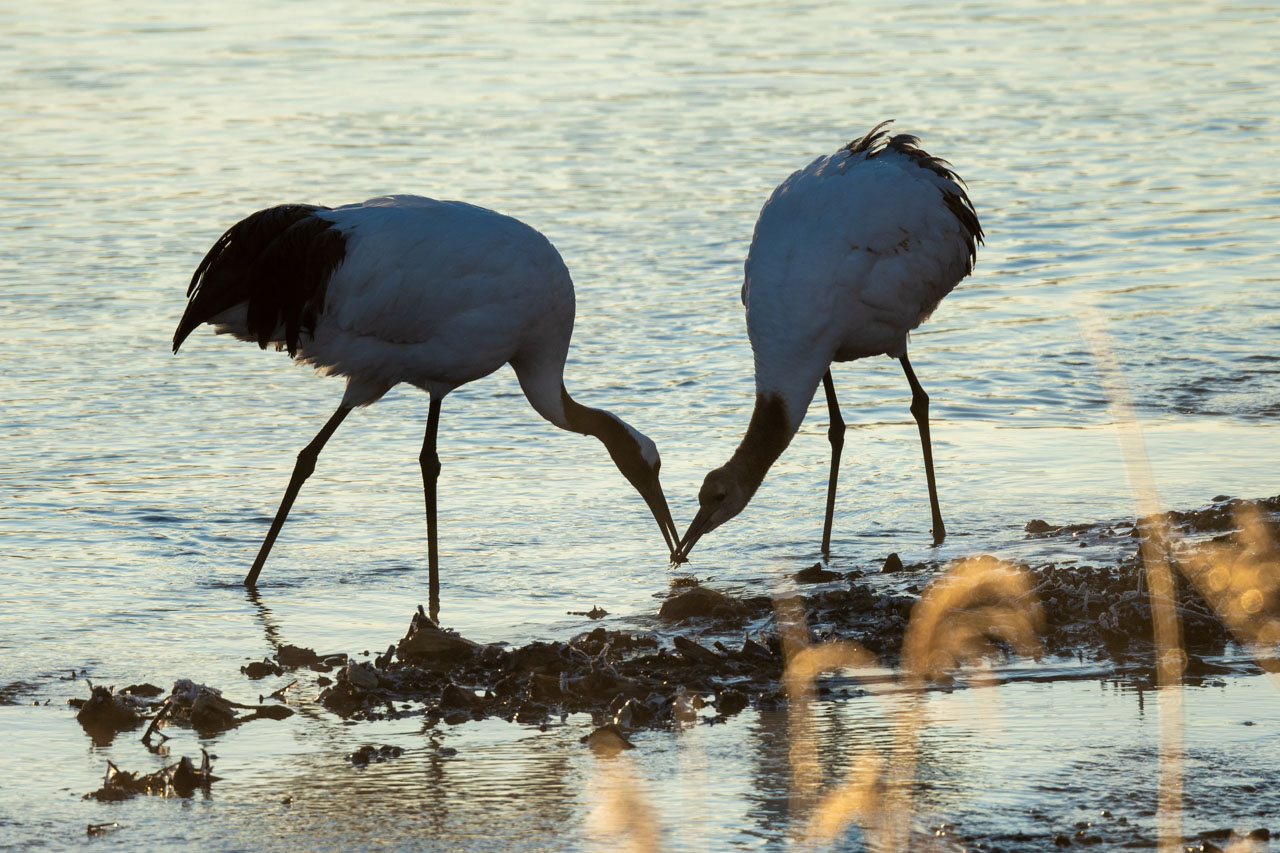 幼鳥に餌を渡すタンチョウの親鳥 Parent cranes passing food to a young bird