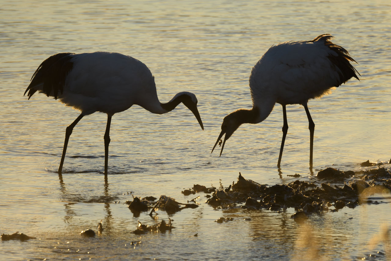 幼鳥に餌を渡すタンチョウの親鳥 Parent cranes passing food to a young bird