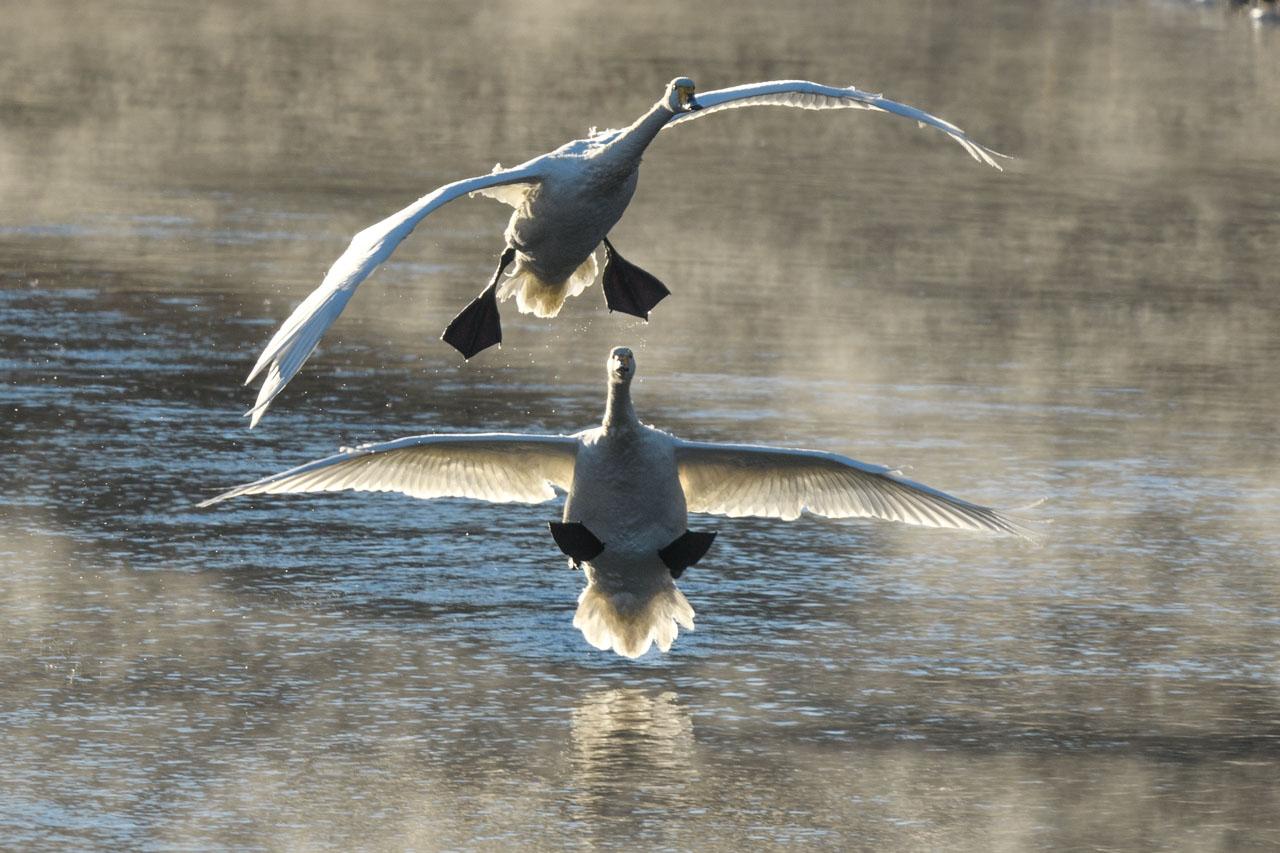 大きく翼を広げて着水する直前の2羽のオオハクチョウ Two whooper swans just before they spread their wings wide and land on the water.