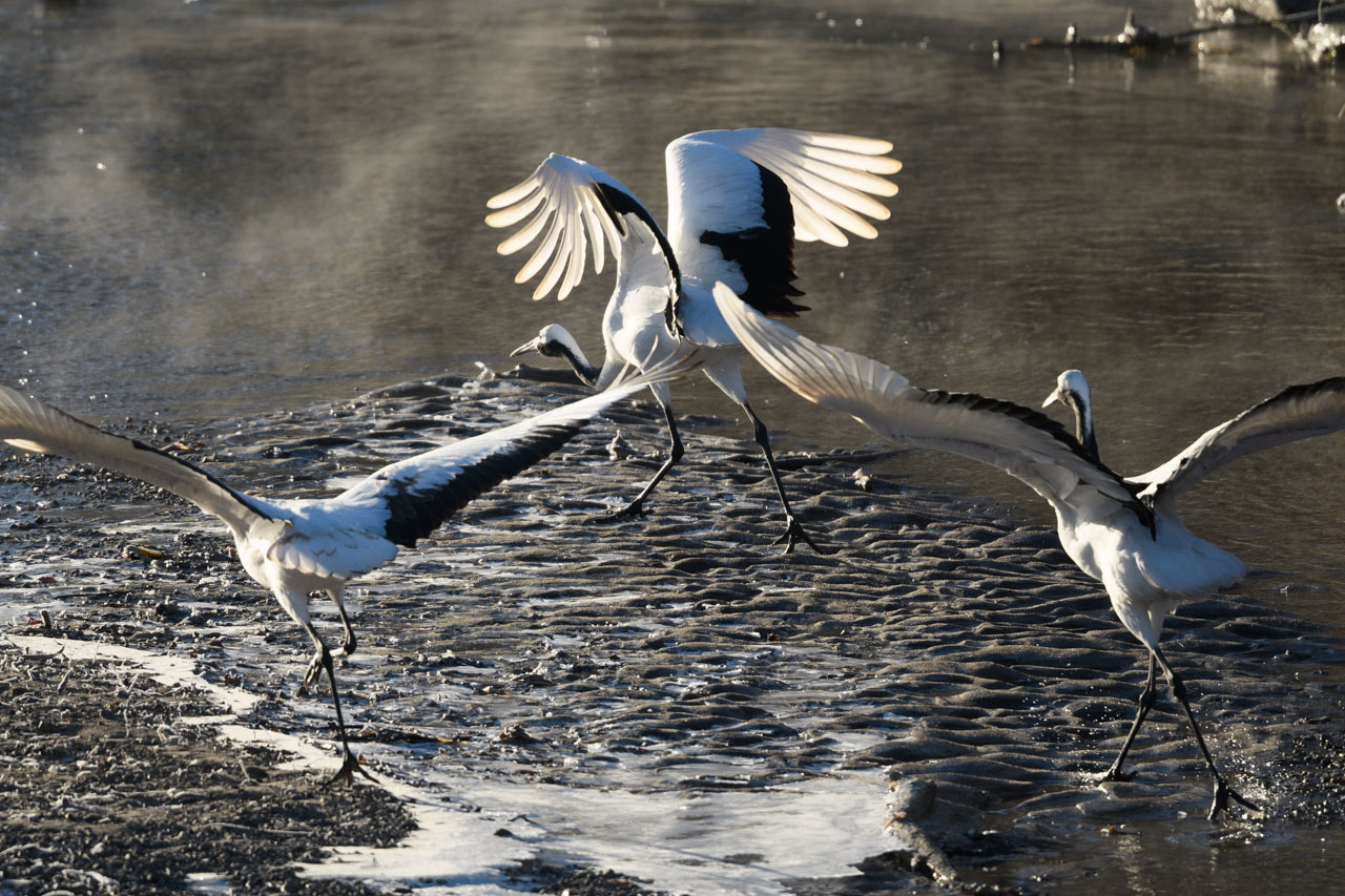 一斉に翼を広げて飛び立つタンチョウの親子 A red-crowned crane parent and child spreading their wings in unison and taking off.