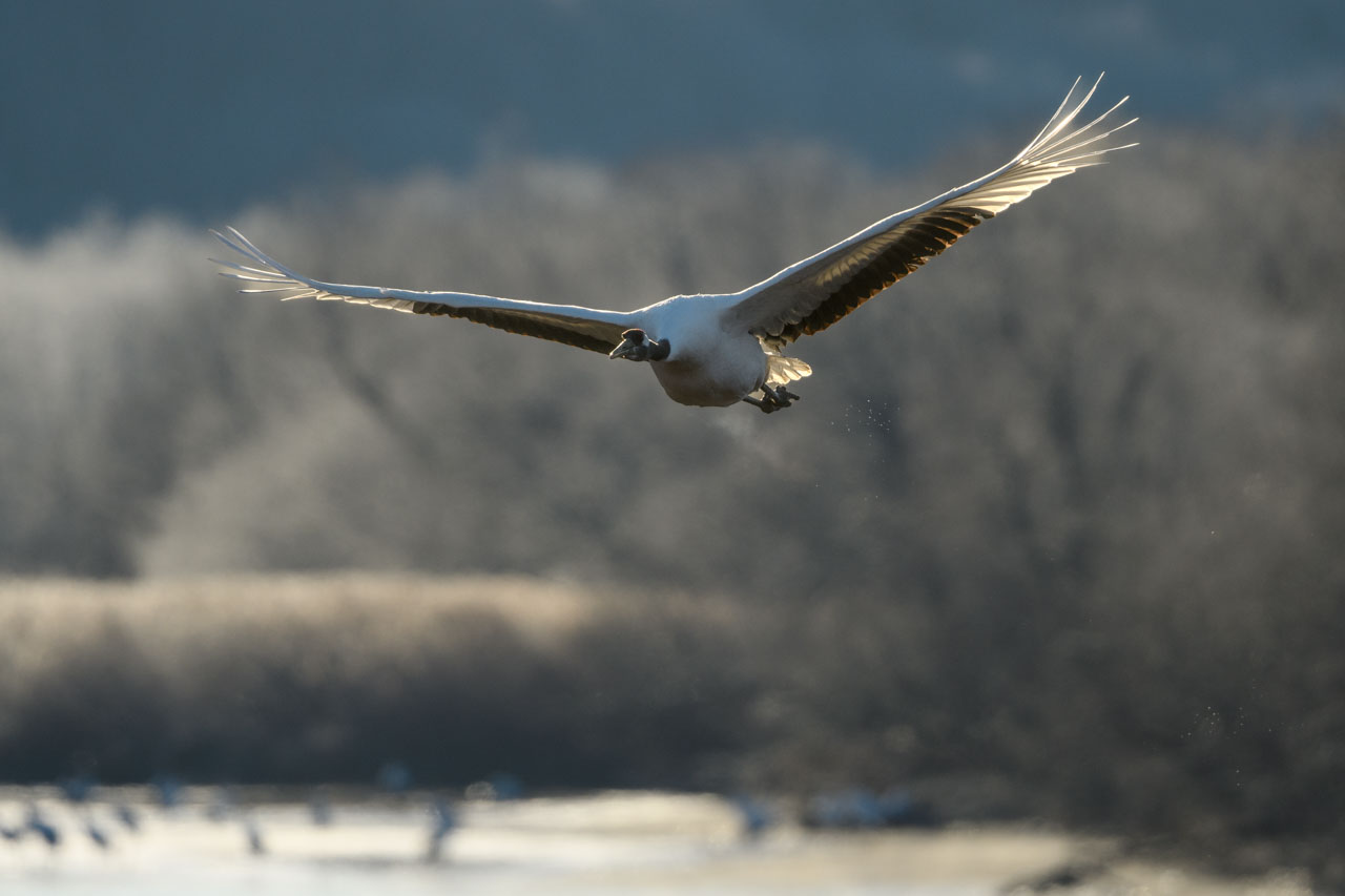 飛翔するタンチョウ A red-crowned crane in flight