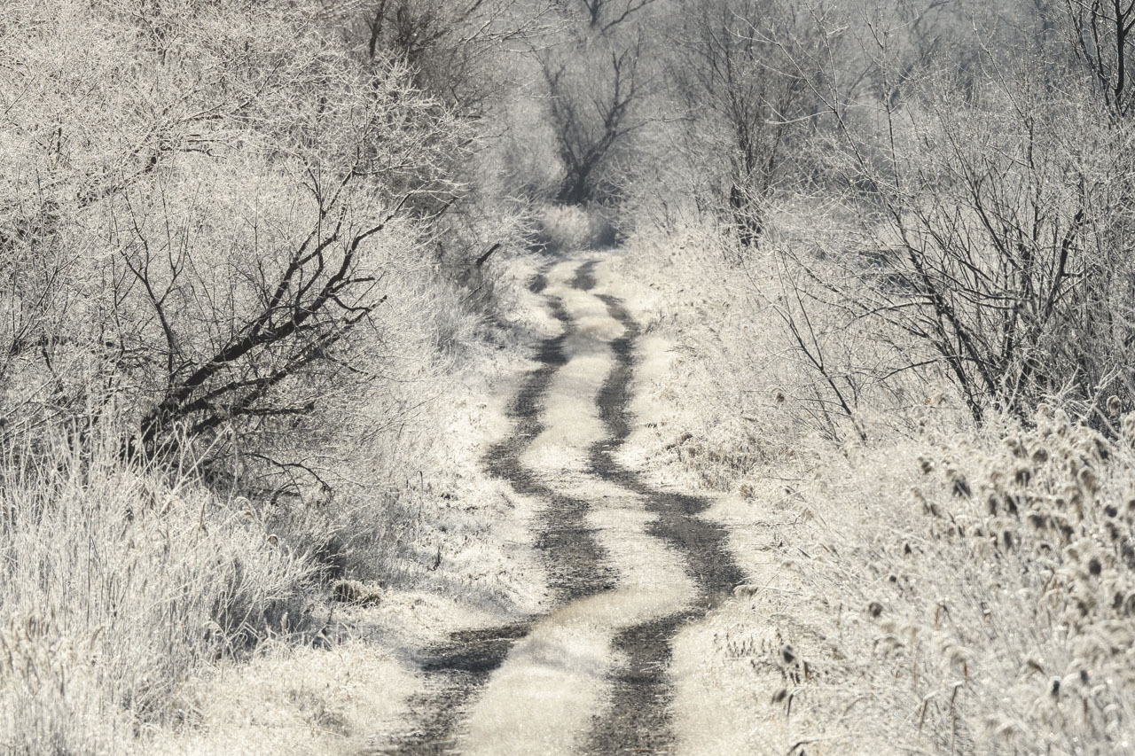 霜で真っ白になった小道と林 Paths and woods turned white with frost