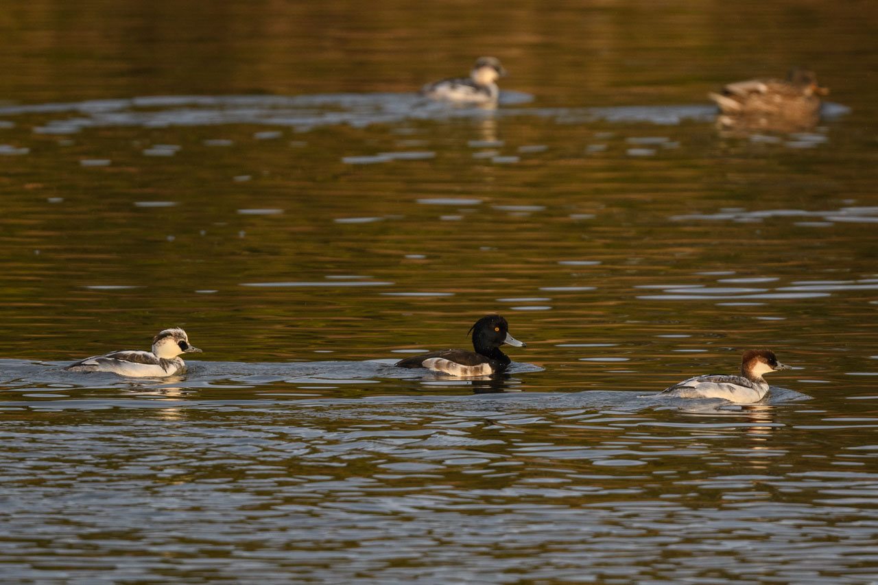 池を泳ぐミコアイサのペアとキンクロハジロ A pair of Smew and a Tufted Duck swimming in the pond
