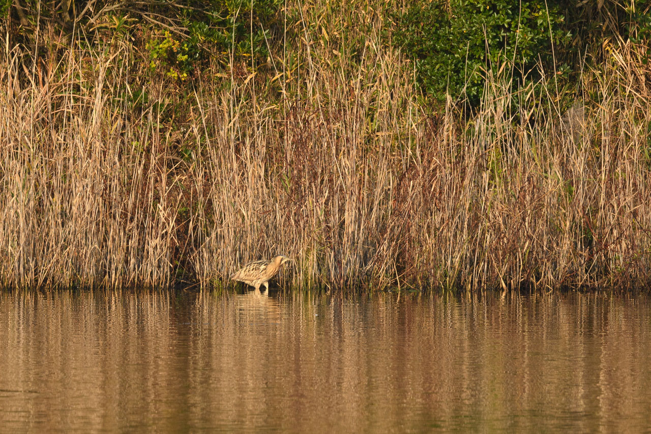 池のヨシ原を歩くサンカノゴイ An Eurasian Bittern walking in the reed beds of the pond