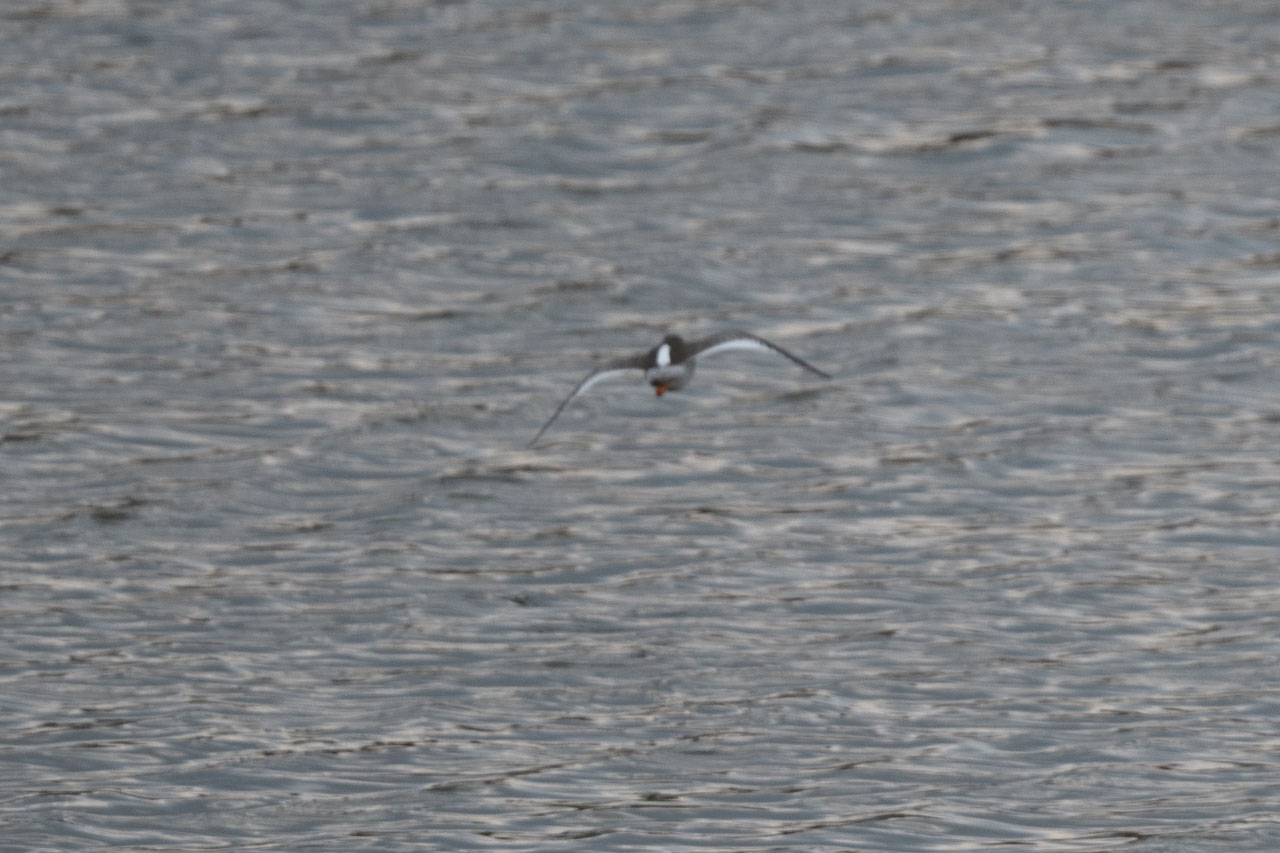 飛翔するアカアシシギの後ろ姿 Back view of a Common Redshank in flight