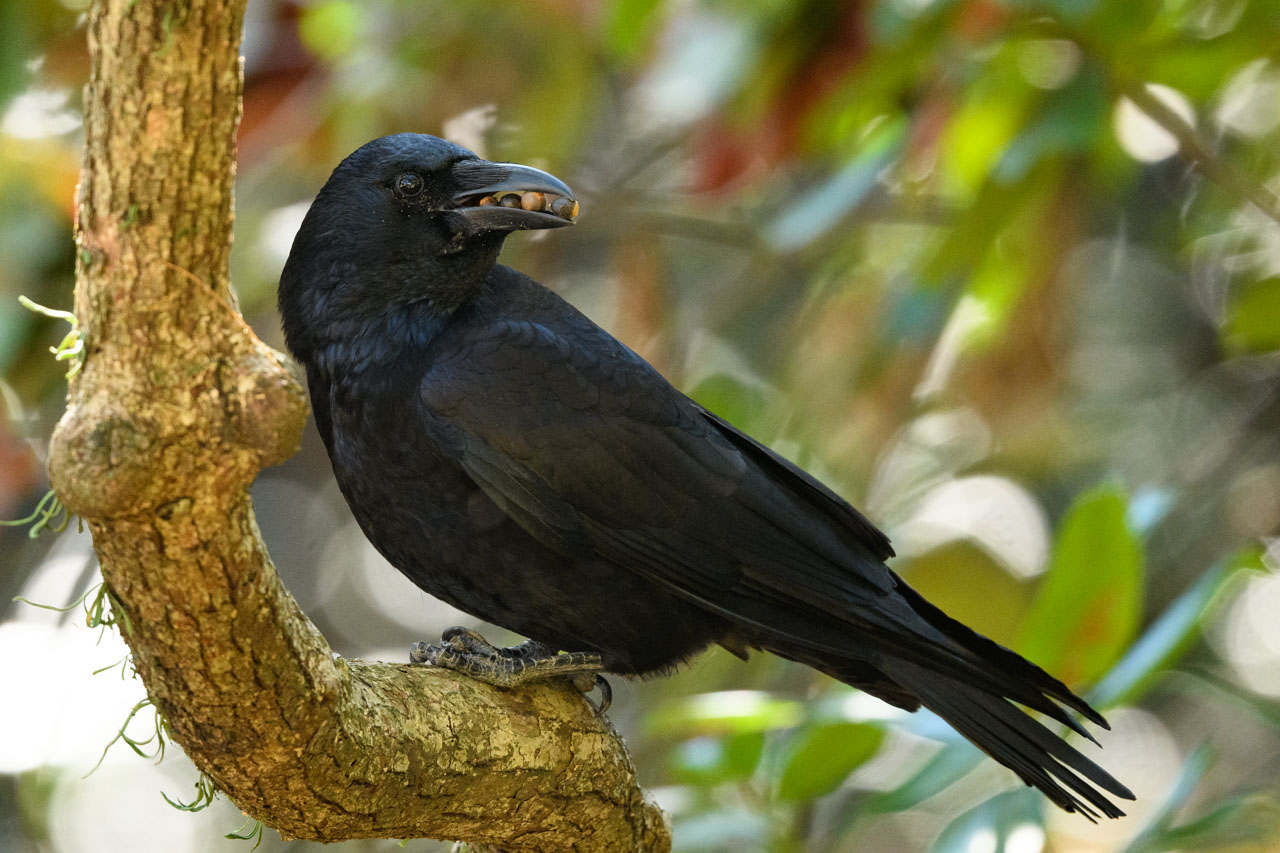 ハシブトガラス Large-billed Crow