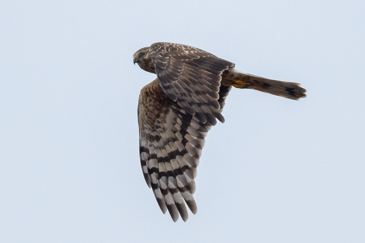 飛行するハイイロチュウヒのメス Flying female Hen Harrier