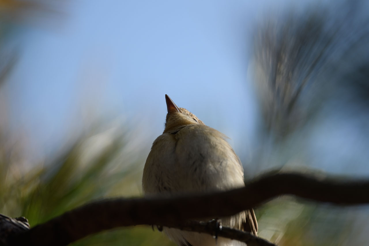 ニシオジロビタキ Red-breasted Flycatcher