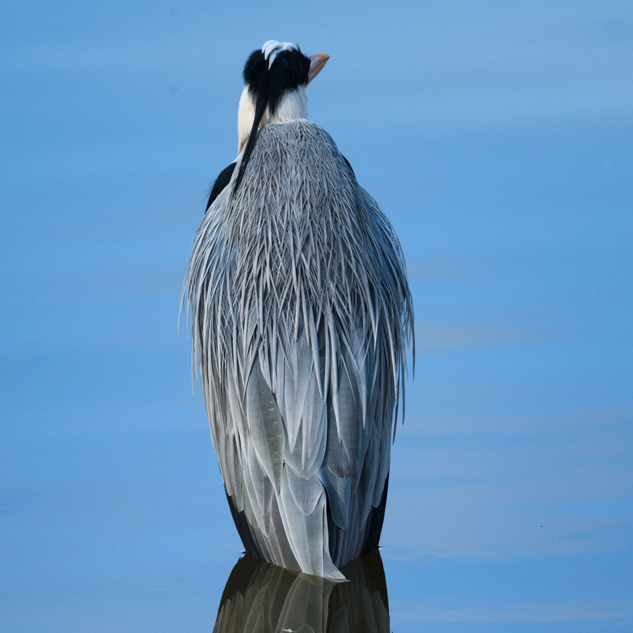 青空を反射する池に立つアオサギの後ろ姿。The back view of a Grey Heron standing in a pond reflecting the blue sky.