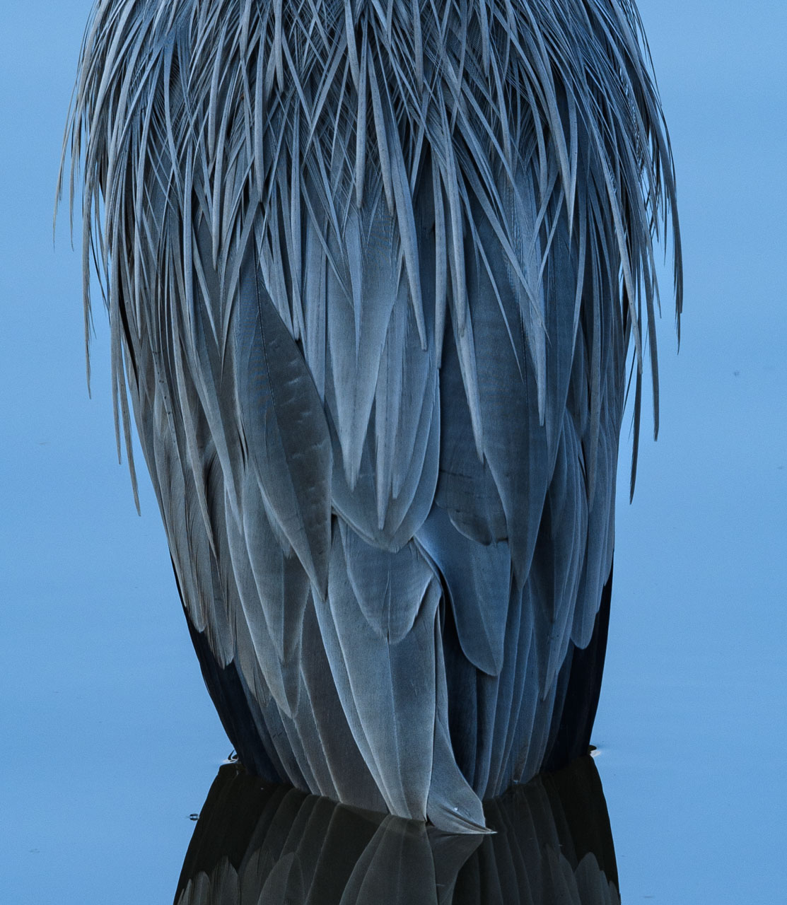 青みがかったグレーの羽根が並ぶアオサギの背中のディテール。Detail of a Grey Heron's back lined with bluish gray feathers.
