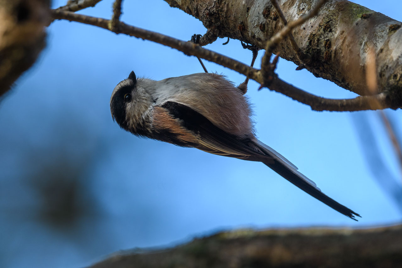 木の枝に止まるエナガ A Long-tailed Tit perches on a tree branch