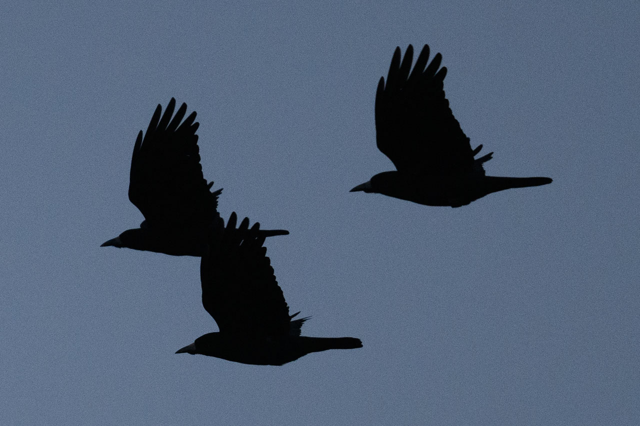 夕暮れを飛ぶ三羽のミヤマガラスのシルエット Silhouettes of three Rooks flying at dusk