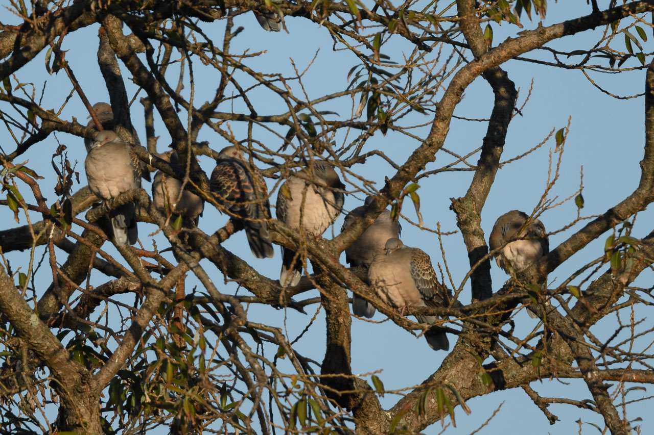 木の枝に10羽ほどで集まるキジバトOriental Turtle Doves gather in groups of about 10 on a tree branch.