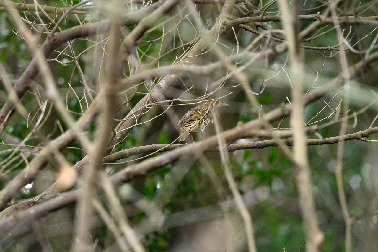 入り組んだ木の枝の奥に止まるトラツグミ A Scaly Thrush perches deep in an intricate tree branch