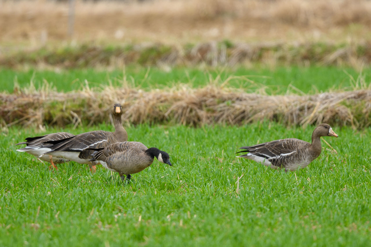 草を食べるマガンとヒメシジュウカラガンのグループ。 A group of Greater White-fronted Goose and Cackling Canada Goose eating grass.