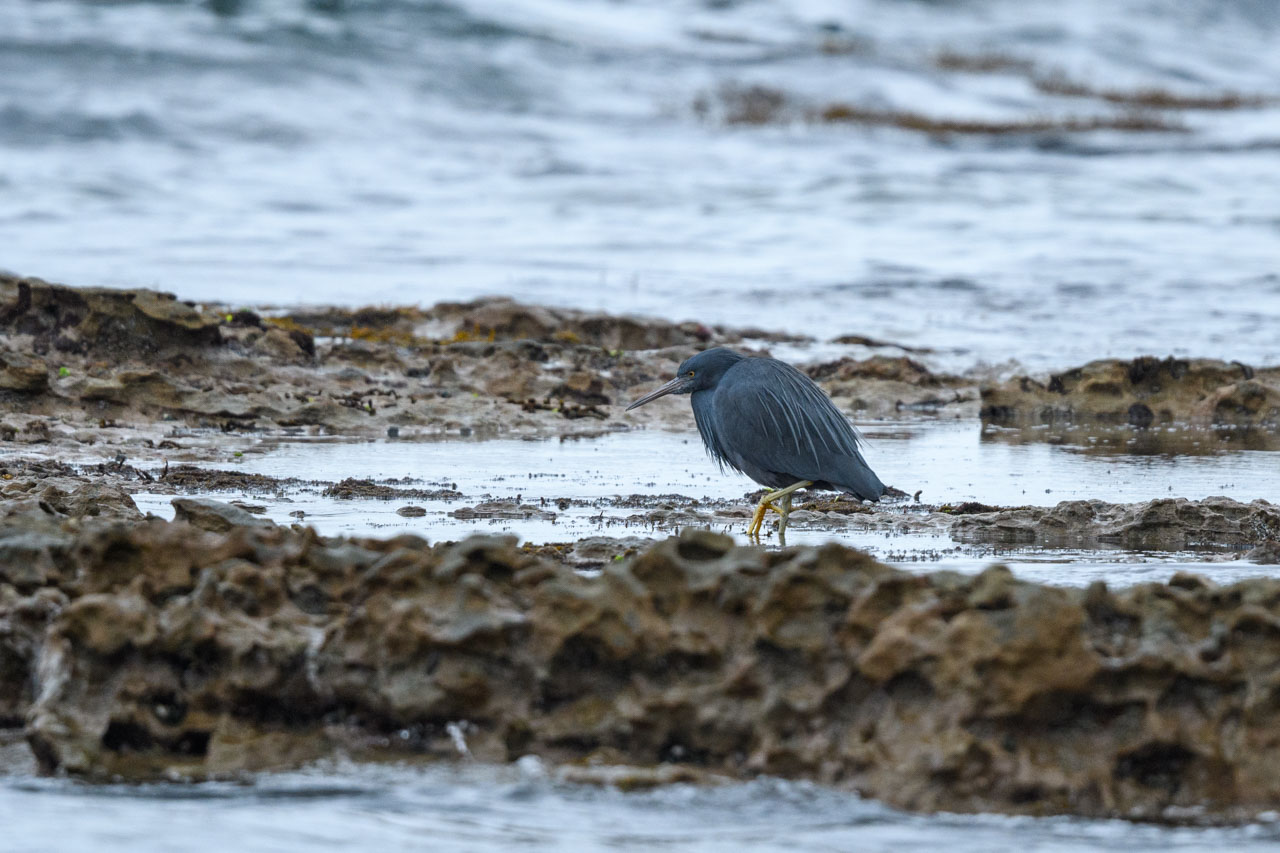 磯で餌を探すクロサギ Pacific Reef Egret looking for food on the shore