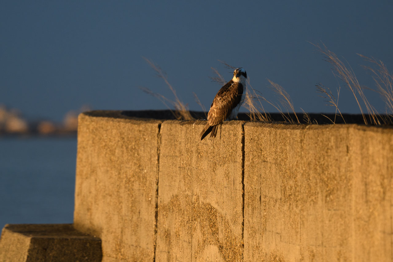 朝日に照らされる堤防の上のミサゴ An Osprey on the bank in the morning sun
