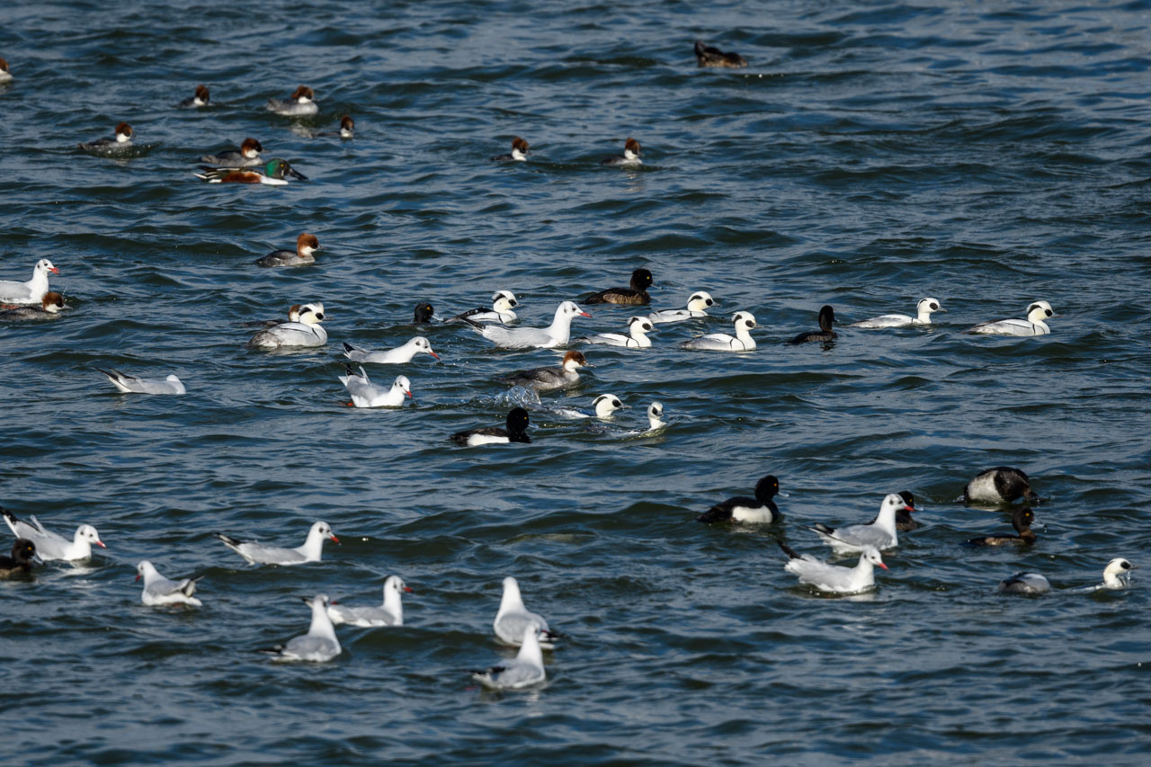 集団で採餌するミコアイサやユリカモメなど Group foraging, such as Smews and Black-headed Gulls