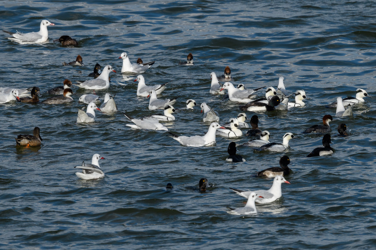 集団で採餌するミコアイサやユリカモメなど Group foraging, such as Smews and Black-headed Gulls