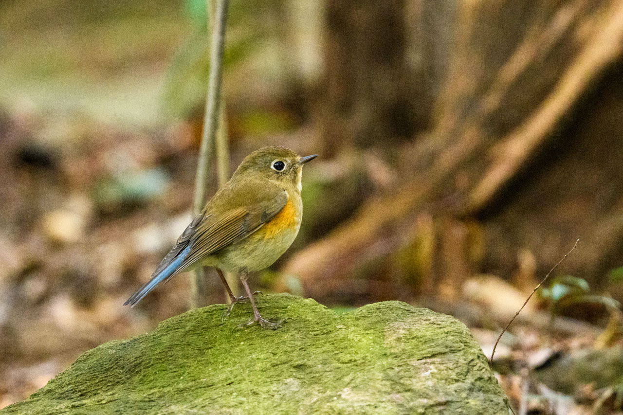 ルリビタキ雌 Female Red-flanked Bluetail