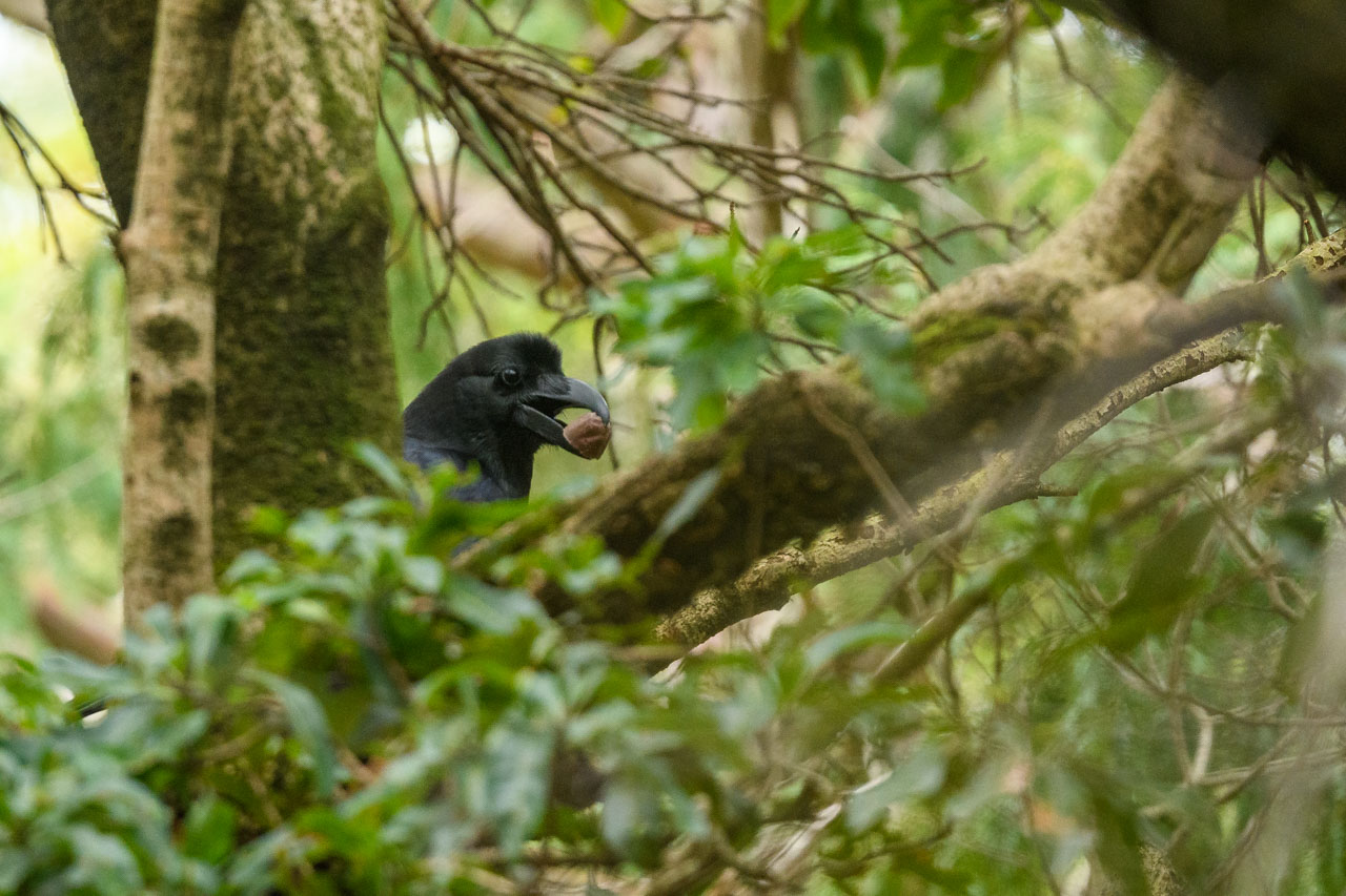 チョコレートを咥えて樹上に現れたハシブトガラス A Large-billed Crow appears in a tree with chocolate in its mouth