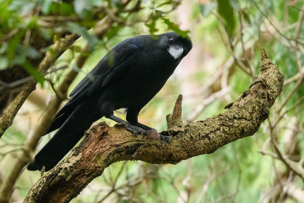 周囲を観察するハシブトガラス A Large-billed Crow observing its surroundings