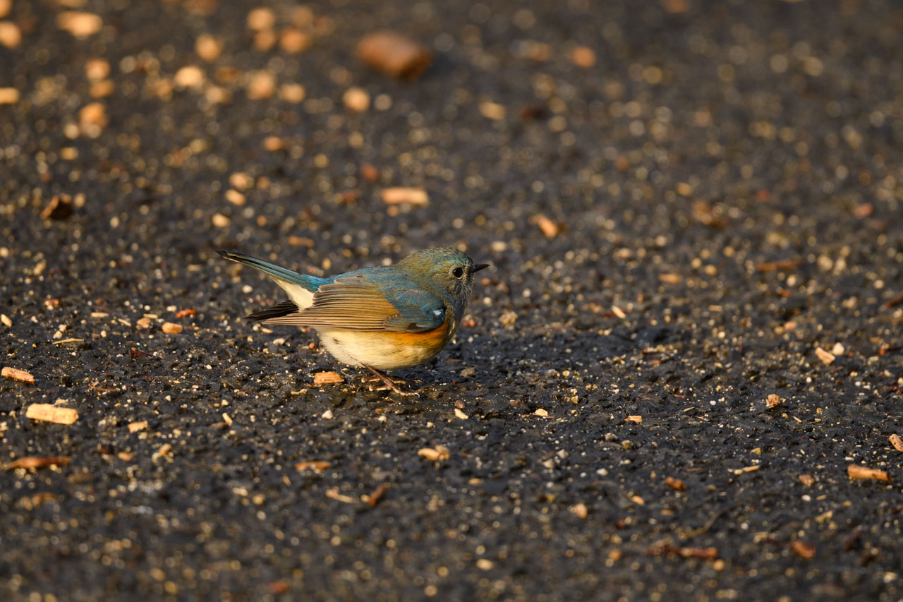 オスのルリビタキ Male Red-franked Bluetail